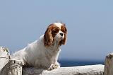 CAVALIER KING CHARLES 103